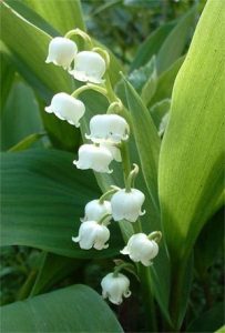 La Fete Du 1er Mai Et Du Muguet Ouest Express